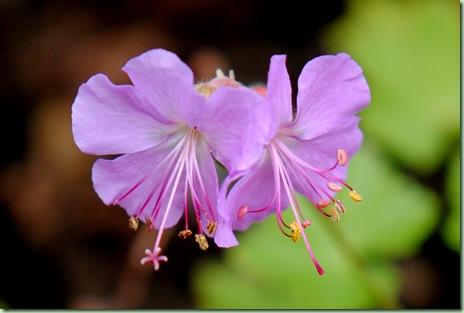 Geranium cantabrigiense